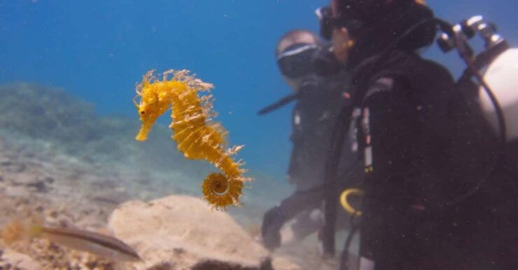 Split-Makarska-Brela Try SCUBA Dive - Pricing and Reservation Details