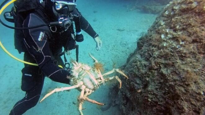 Split-Makarska-Brela Try SCUBA Dive - What to Expect Underwater