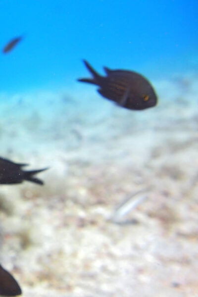 Split-Makarska-Brela Try SCUBA Dive - Who Should Participate?