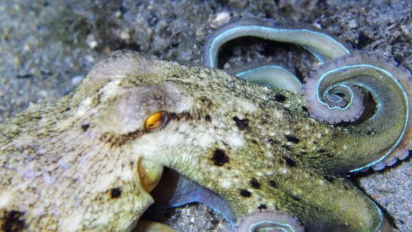 Split-Makarska-Brela Try SCUBA Dive - Customer Reviews and Ratings