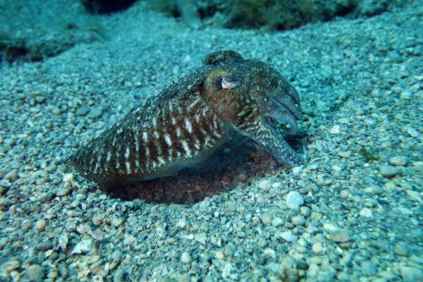 Split-Makarska-Brela Try SCUBA Dive - How to Prepare for Your Dive