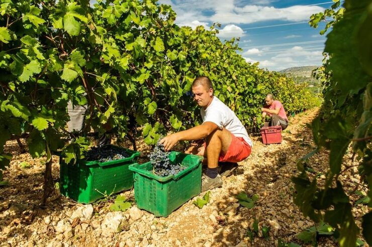 Split or Trogir:Krka Waterfalls & Dalmatian Delights - Activity Details