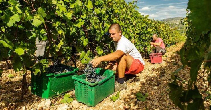 Split or Trogir:Krka Waterfalls & Dalmatian Delights - Highlights