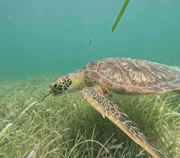 Sport Fishing and Snorkeling in the Reef in Costa Maya - Good To Know