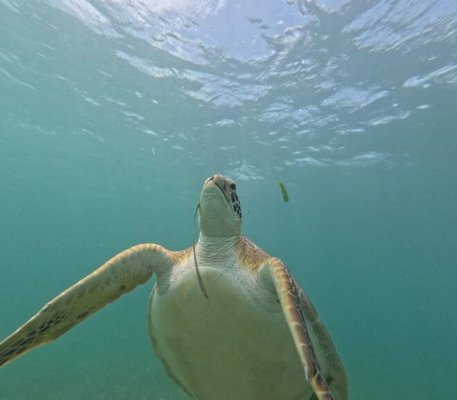 Sport Fishing and Snorkeling in the Reef in Costa Maya - Equipment and Inclusions