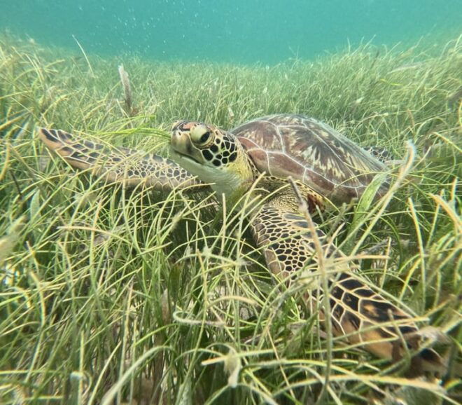 Sport Fishing and Snorkeling in the Reef in Costa Maya - Fishing Choices