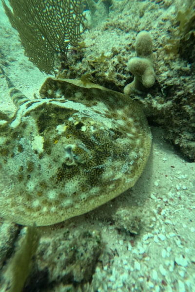 Sport Fishing and Snorkeling in the Reef in Costa Maya - Service and Guides