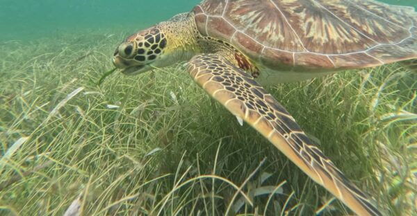 Sport Fishing and Snorkeling in the Reef in Costa Maya - Packing and Restrictions