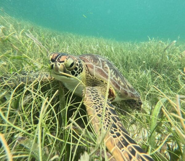 Sport Fishing and Snorkeling in the Reef in Costa Maya - Frequently Asked Questions