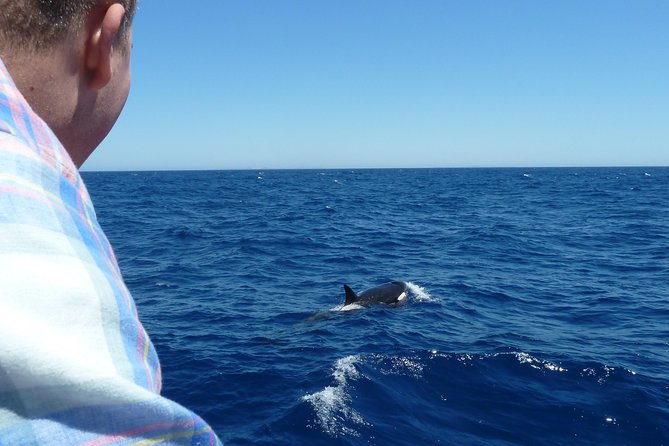 Spot Killer Whales in the Wild: Albany to Bremer Bay Day Tour - Tour Details