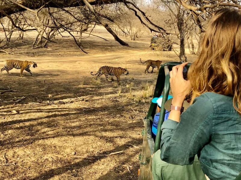Spot Tigers and other wild of Ranthambore on a Day-Same Tour - Introduction: An Authentic Wildlife Experience Close to Jaipur