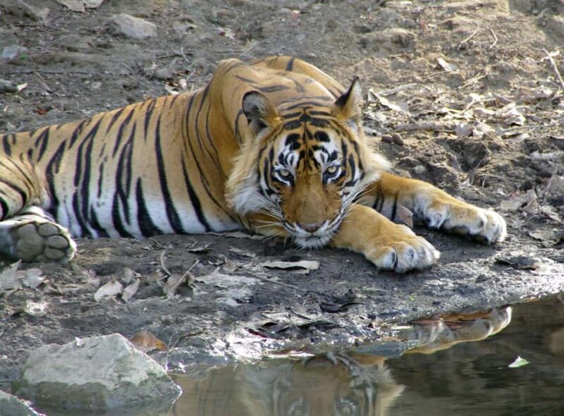 Spot Tigers and other wild of Ranthambore on a Day-Same Tour - FAQ
