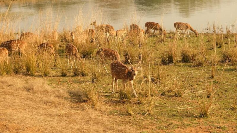Spot Tigers and other wild of Ranthambore on a Day-Same Tour - Good To Know  