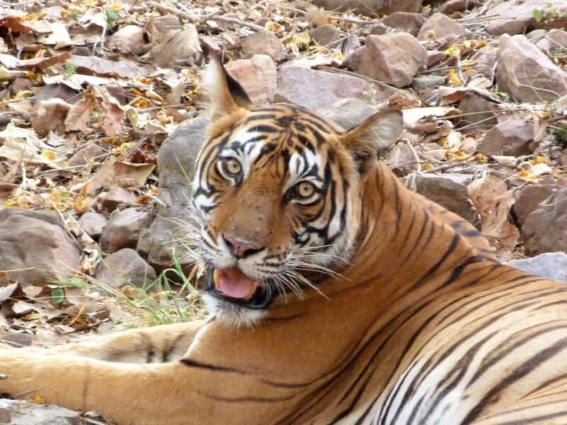Spot Tigers and other wild of Ranthambore on a Day-Same Tour - The Safari Experience: A Closer Look