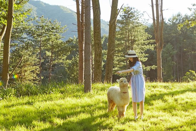 Spring 3 Days Seoul & Mt Seorak Cherry Blossom With Nami Island on 7 to 14 Apr - Accommodation and Transportation Details