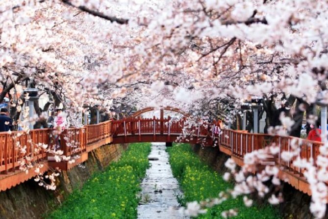 Spring 5 Days Cherry Blossom Jeju&Busan&Jinhae&Gyeongju on 31 Mar to 10 Apr - The Sum Up