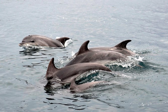 Spring & Autumn Tour: Dolphin Watching - Meeting Point and Return Details