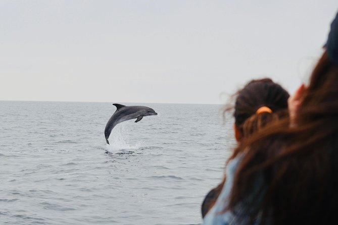 Spring & Autumn Tour: Dolphin Watching - What to Expect and Cancellation Policy