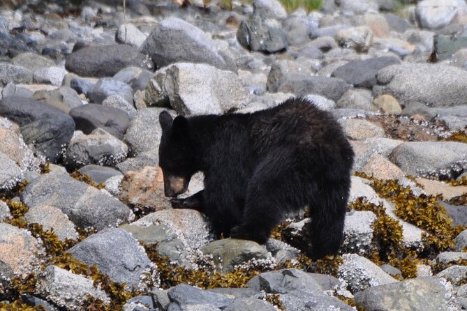 Spring Bear and Waterfall Tour - Tour Highlights