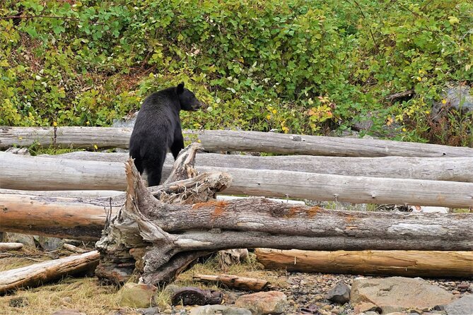 Spring Bears and Whales in Campbell River Tour - Cancellation and Refund Policy