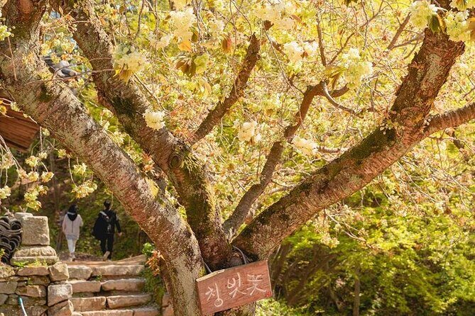 Spring Flower Festival and Seosan Gaesimsa and Munsusa Tour - Who Will Love This Tour?