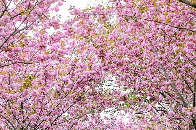 Spring Flower Festival and Seosan Gaesimsa and Munsusa Tour - FAQ