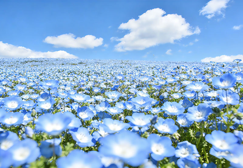 Spring Flower Viewing Limited: Ashikaga Flower Park Wisteria & Hitachi Seaside Park Nemophila (Departing from Tokyo) - Hitachi Seaside Park and its blue spring hill