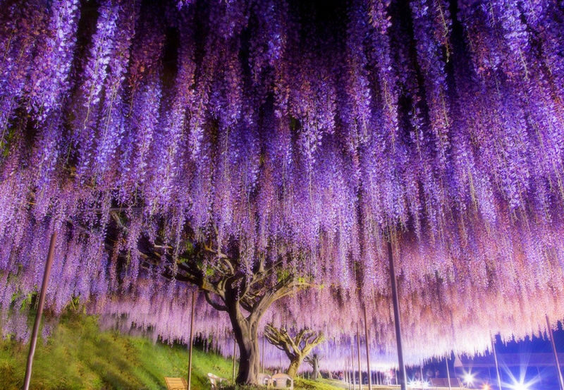 Spring Flower Viewing Limited: Ashikaga Flower Park Wisteria & Hitachi Seaside Park Nemophila (Departing from Tokyo) - What the bus day feels like