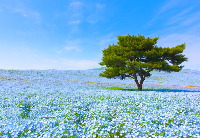 Spring Flower Viewing Limited: Ashikaga Flower Park Wisteria & Hitachi Seaside Park Nemophila (Departing from Tokyo) - The real cost, including park admission