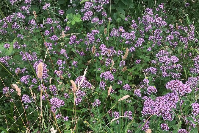 Spring Green Forage - Overview of Spring Green Forage