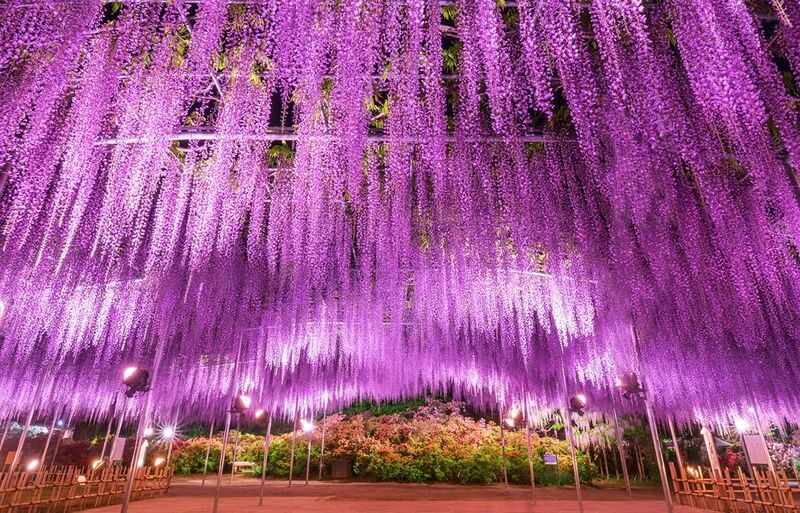 Spring Limited: Ashikaga Flower Park Night Wisteria & Hitachi Seaside Park Baby Blue Eyes & Kamisukisa Torii Archway Day Trip | Departure from Tokyo - A spring route built around changing light