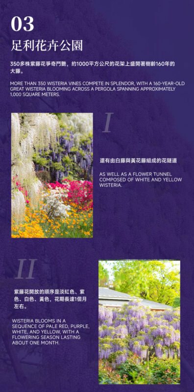 Spring Limited: Ashikaga Flower Park Night Wisteria & Hitachi Seaside Park Baby Blue Eyes & Kamisukisa Torii Archway Day Trip | Departure from Tokyo - Ashikaga Flower Park: the evening finale, with a timing caveat