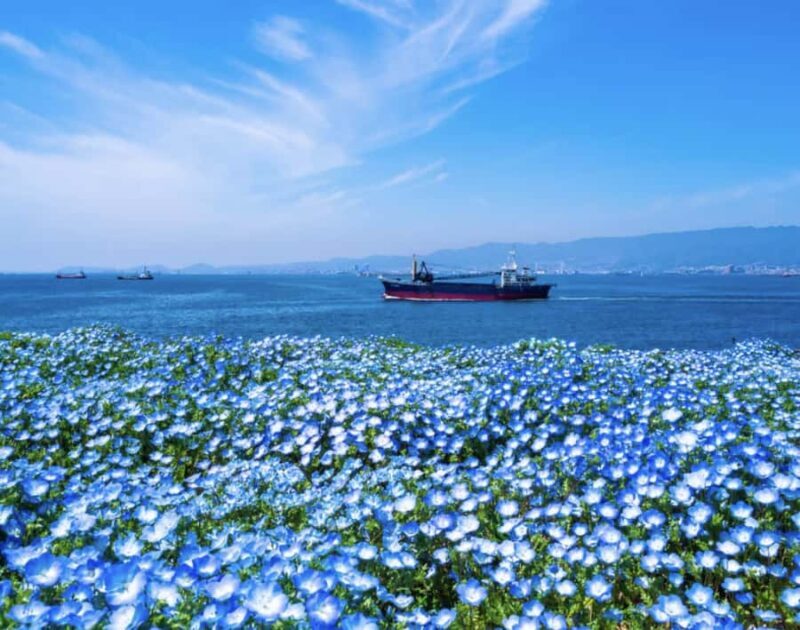 Spring LimitedNemophila Festival & Osaka Kaiyukan Day Trip - Transportation and Group Size