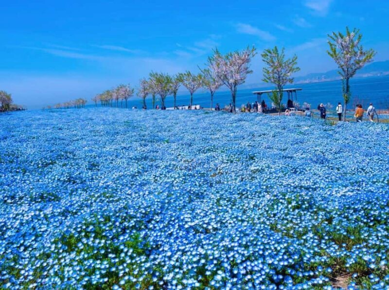 Spring LimitedNemophila Festival & Osaka Kaiyukan Day Trip - Final Thoughts  
