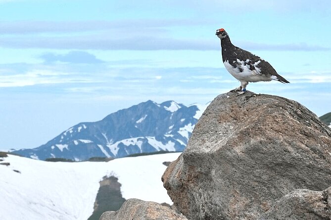 (Spring Only) 1-Day Snow Walls of Tateyama-Kurobe Alpine Route Tour - Tour Details