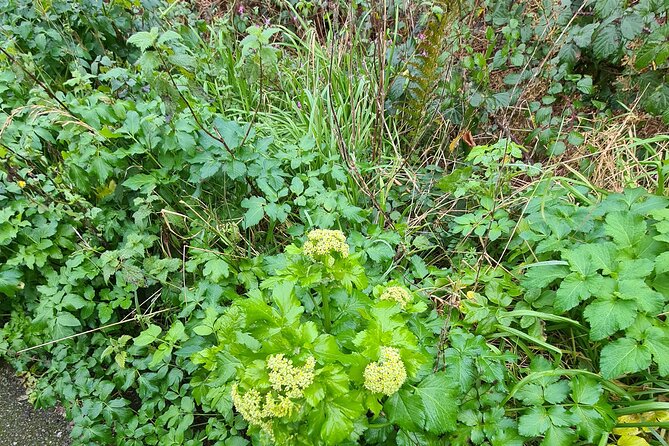 Spring Tonic Foraging Tour - Meeting and Pickup