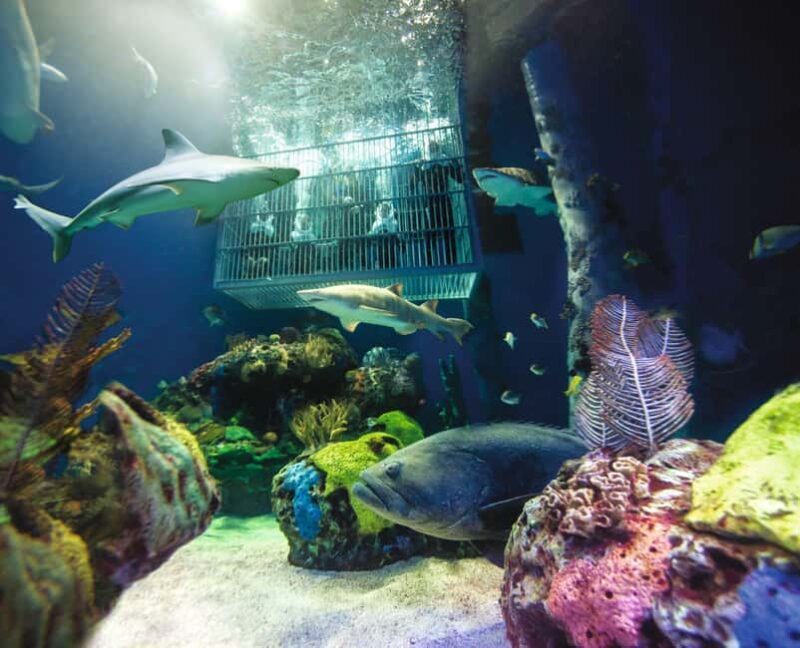 Springfield: Wonders of Wildlife National Museum & Aquarium - Authentic Voices and Practical Tips