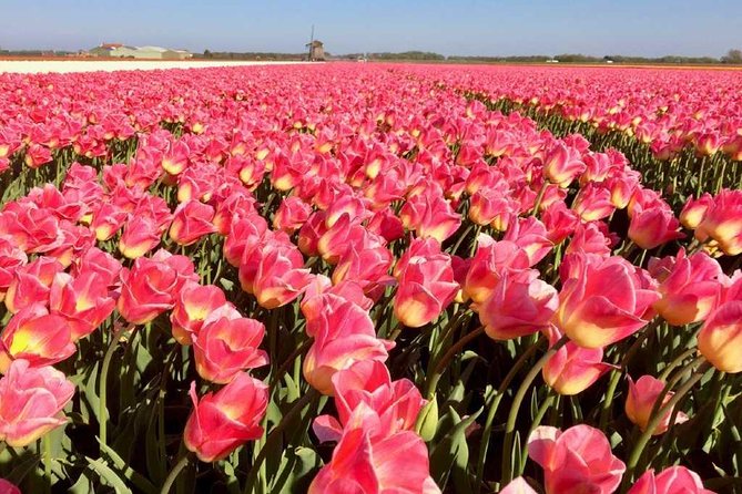 Springtime Private Tour to Keukenhof, Tulip Fields and Windmills - Duration of the Tour