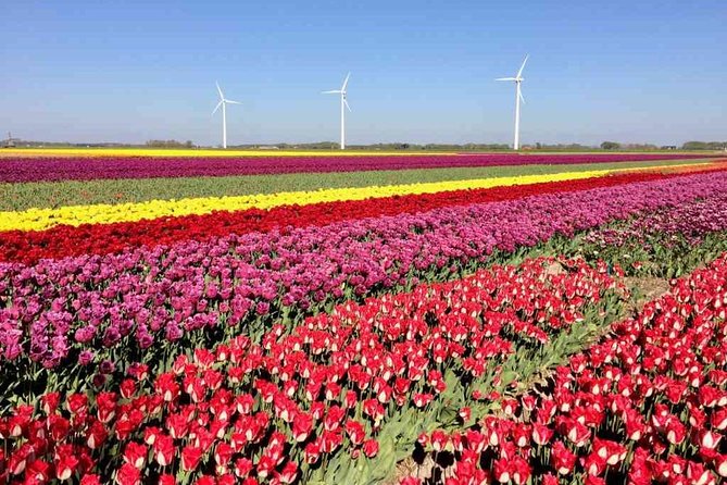 Springtime Private Tour to Keukenhof, Tulip Fields and Windmills - Additional Charge for Airport Pick-Up