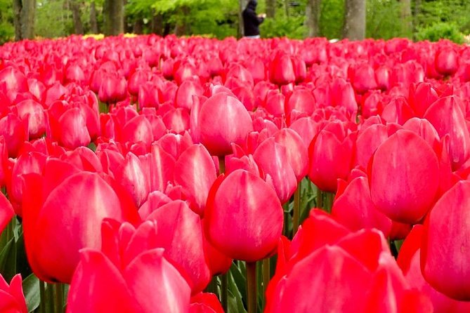 Springtime Private Tour to Keukenhof, Tulip Fields and Windmills - Cancellation Policy and Refund Details
