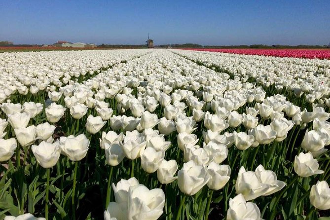 Springtime Private Tour to Keukenhof, Tulip Fields and Windmills - Availability of Traveler Photos