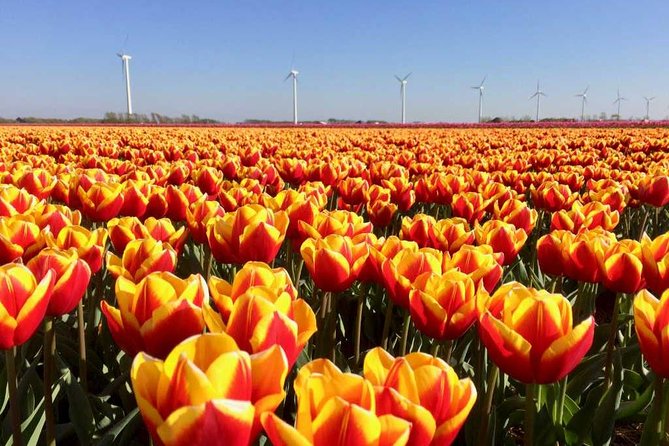 Springtime Private Tour to Keukenhof, Tulip Fields and Windmills - Questions and Assistance Options