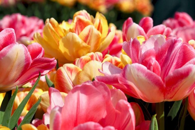 Springtime Private Tour to Keukenhof, Tulip Fields and Windmills - Pricing Details and Variations