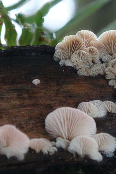 Squamish: Walk, Forest Experiential Learning for Families - Booking Information