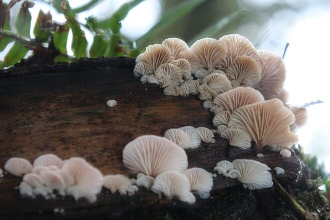 Squamish: Walk, Forest Experiential Learning for Families - Experience Highlights