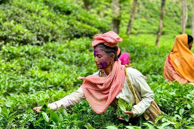 Sreemangal Tea Tour Experience Nature and Culture in a Local way - A Deep Dive into the Sreemangal Tea Tour