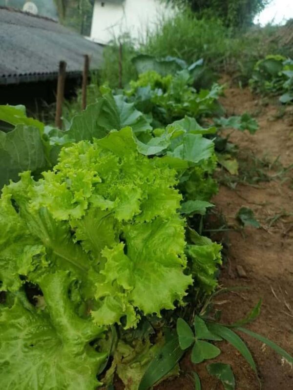 Sri Hills Organic Traditional Cookery Class - The Setting and Views