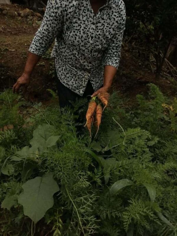 Sri Hills Organic Traditional Cookery Class - Frequently Asked Questions