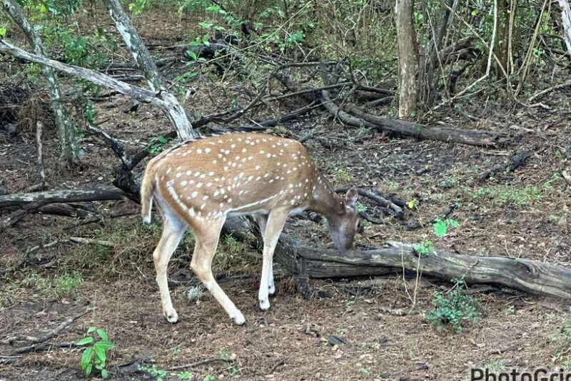 Sri Lanka 10-Day Cultural Triangle Tour+5 Star Accommodation - FAQ