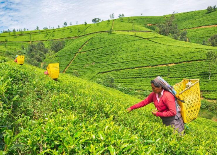 Sri Lanka 10 Days Tour Package - Best of Sri Lanka - Tour Package Overview